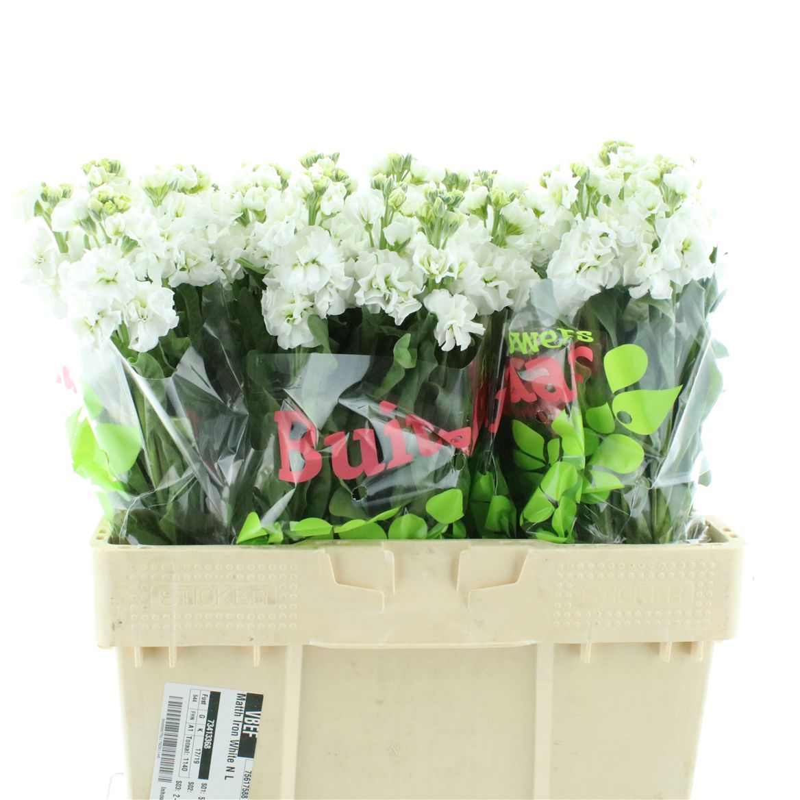 Matthiola Iron White 57cm