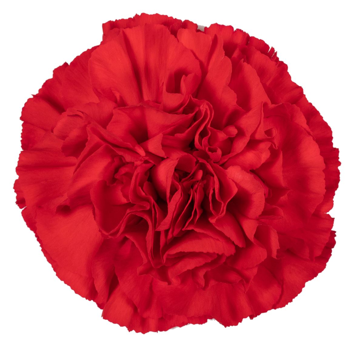 Dianthus St Don Pedro 60cm