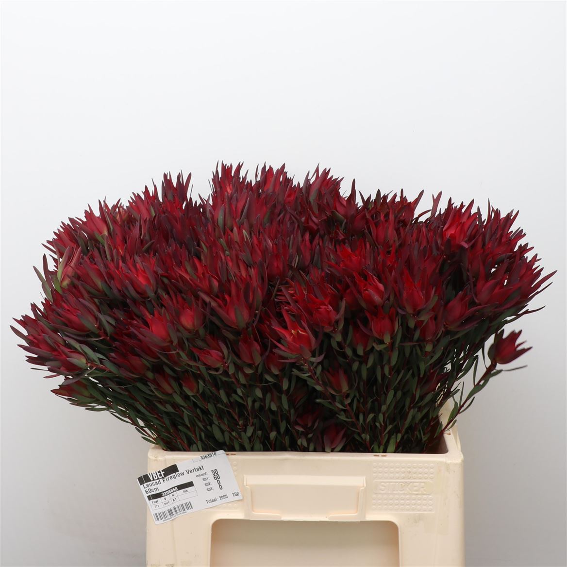Leucadendron Coniferum Ayoba Blushed Pearl 70cm
