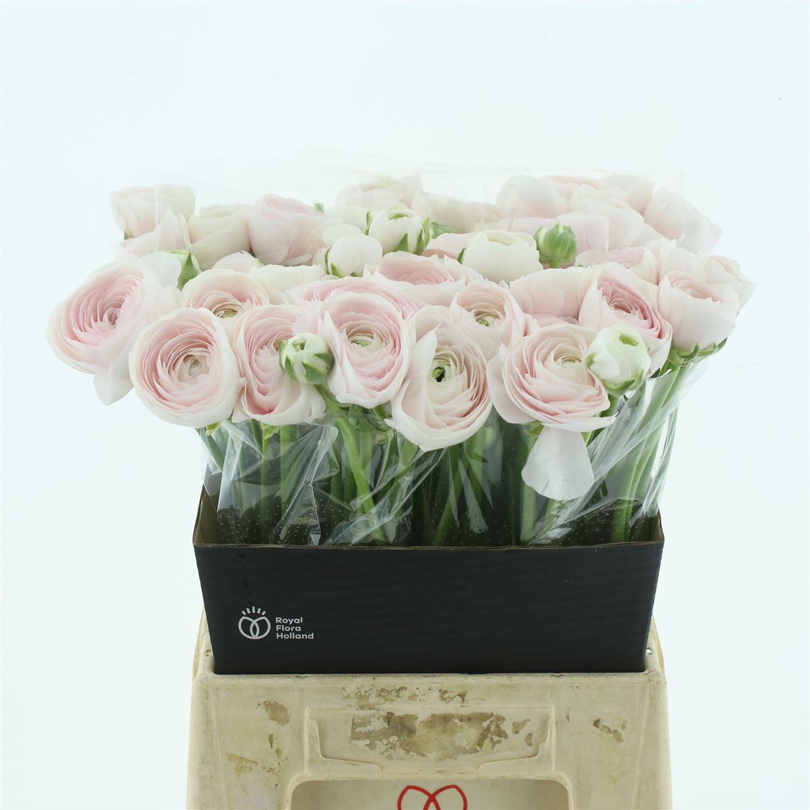 Ranunculus Success Hanoi 35cm 30gr.