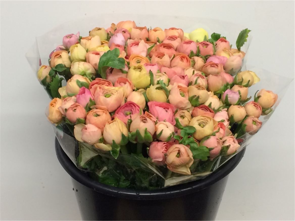 Ranunculus Elegance Salmon 35cm 25gr.