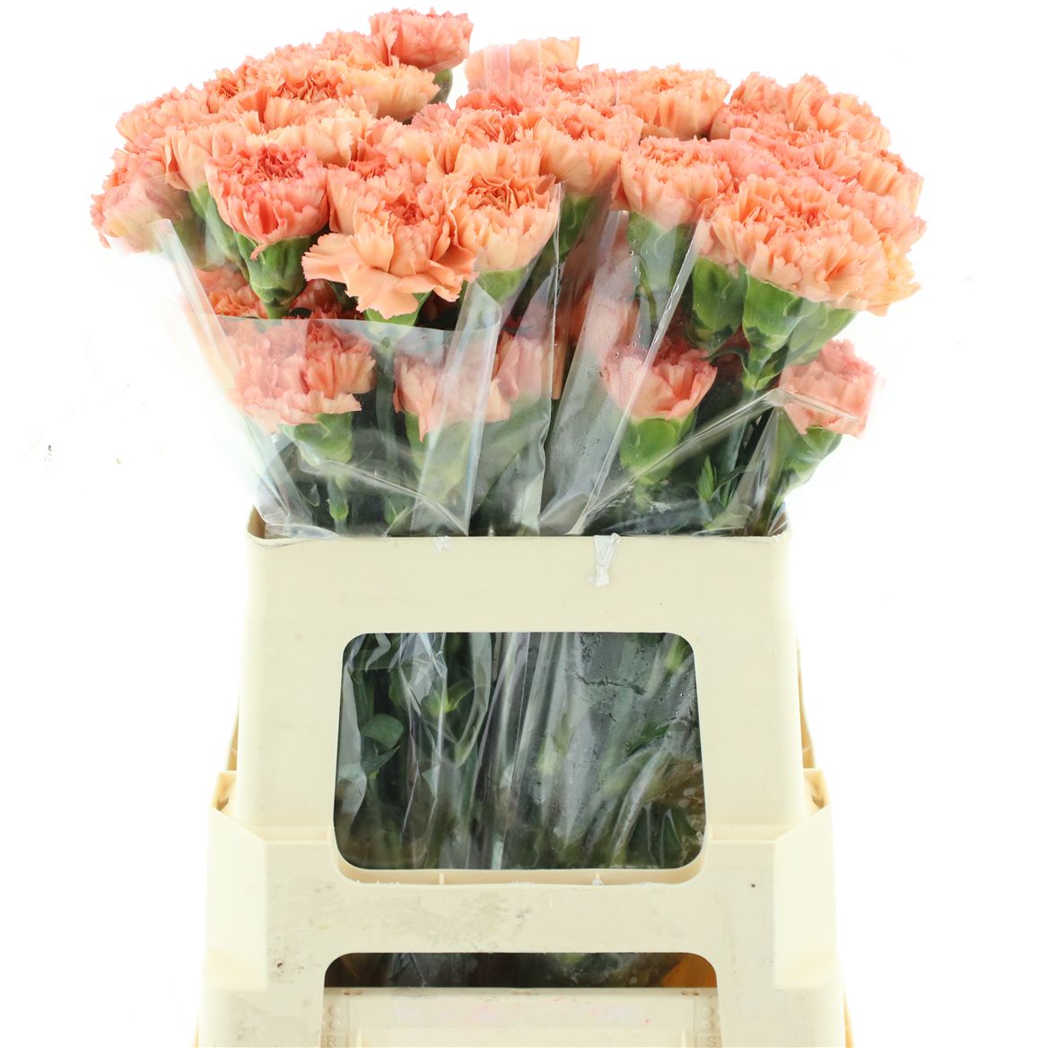 Dianthus Single Megan 55cm