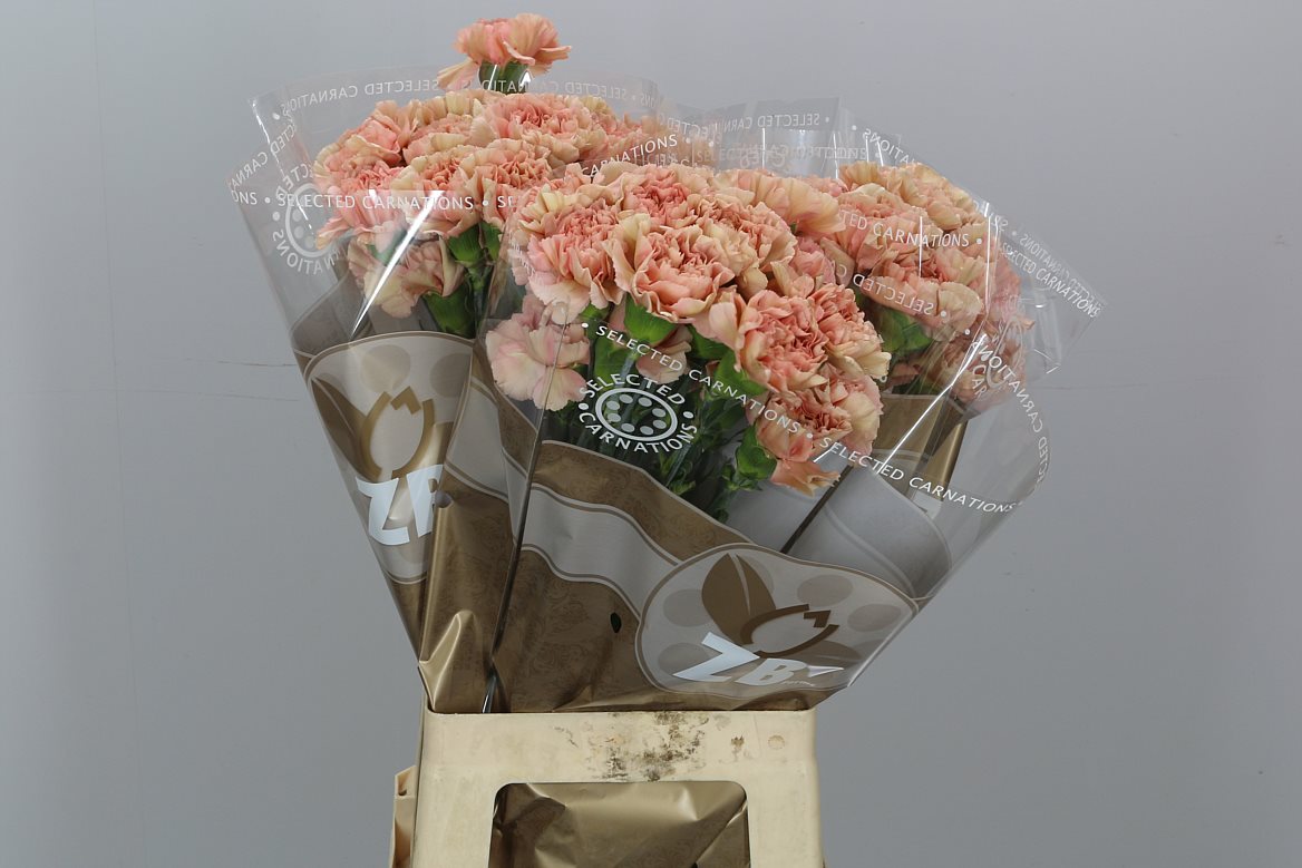Dianthus Single Caramel 65cm