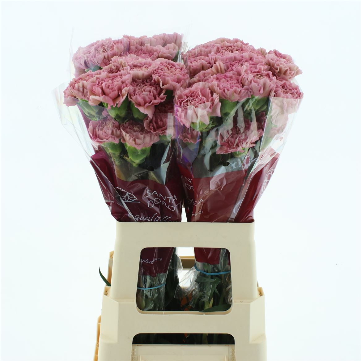 Dianthus Single Lege 70cm
