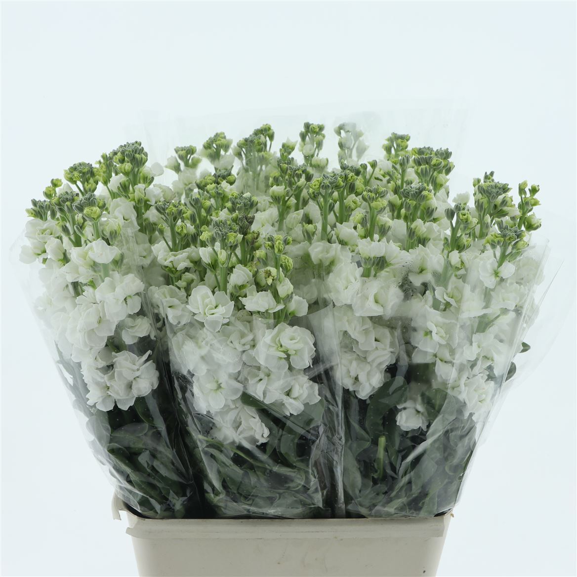 Matthiola Iron White 65cm