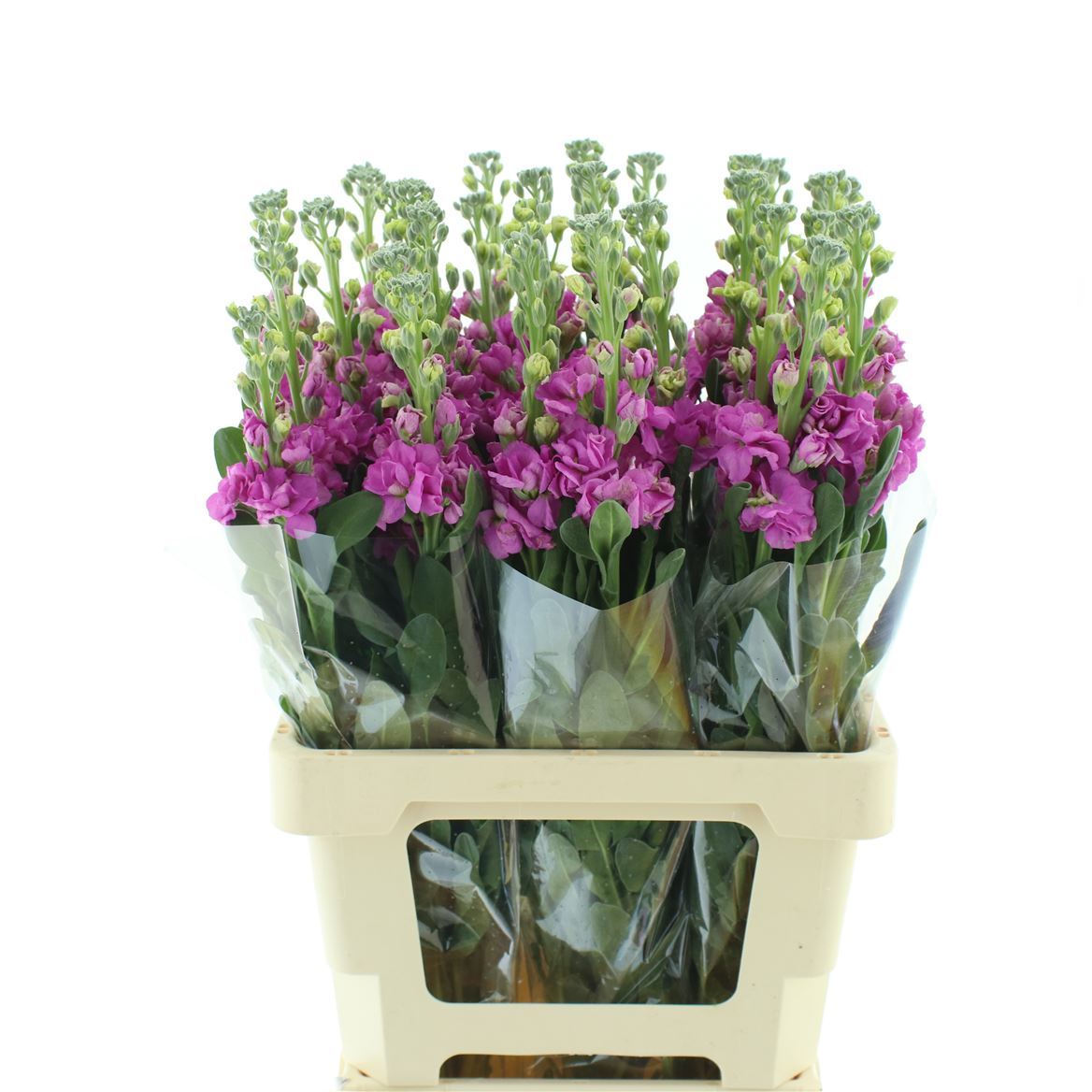 Matth Iron Rose 60cm