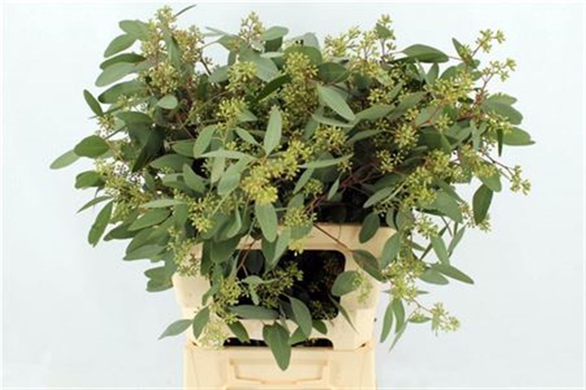 Eucalyptus Populus Berry Per Bunch 55cm 350gr.