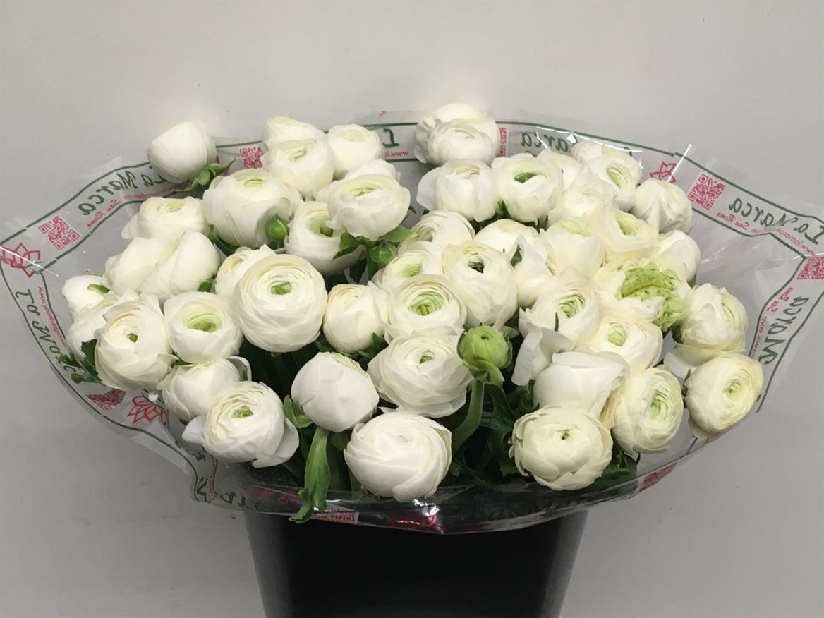 Ranunculus Succes Alaska 40cm 50gr.