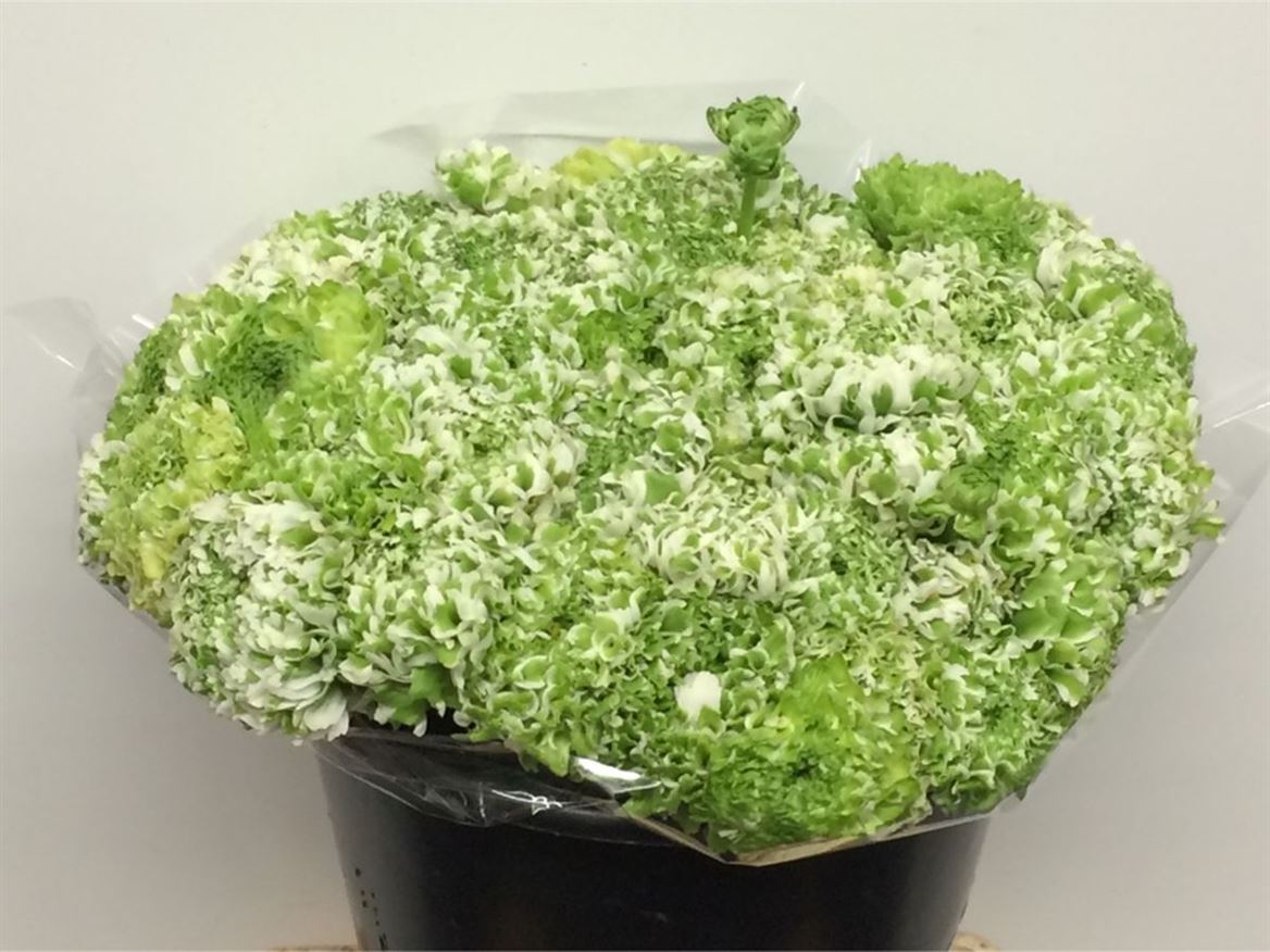 Ranunculus Pon Pon Igloo 45cm 40gr.