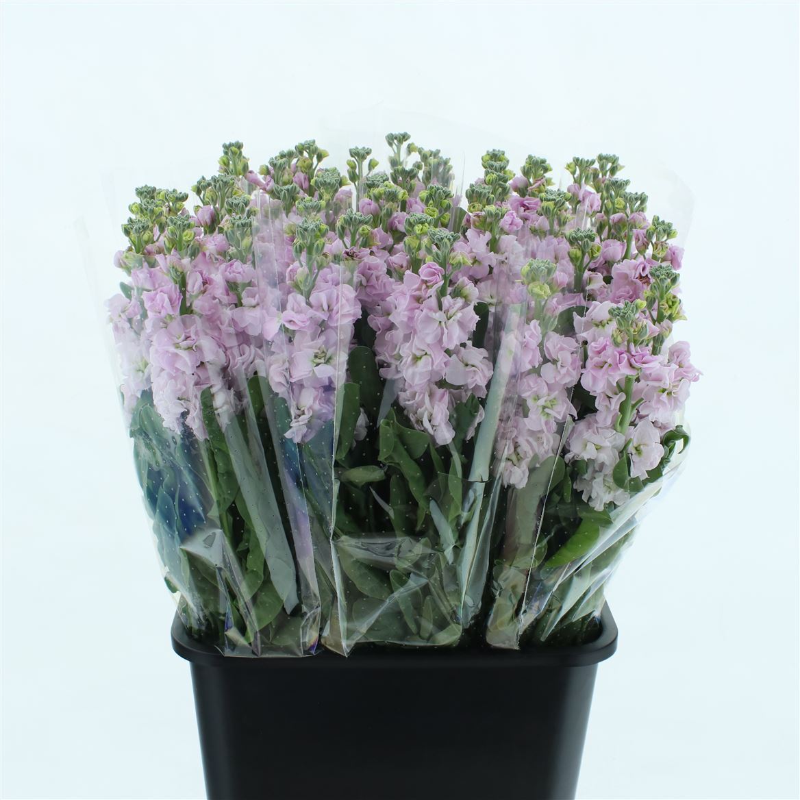 Matthiola Iron Cherry Blossom 60cm