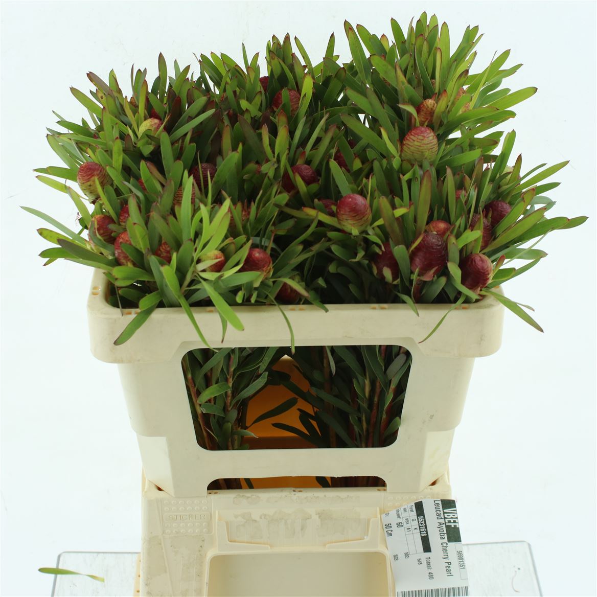 Leucadendron Ayoba Cherry Pearl 75cm Spray