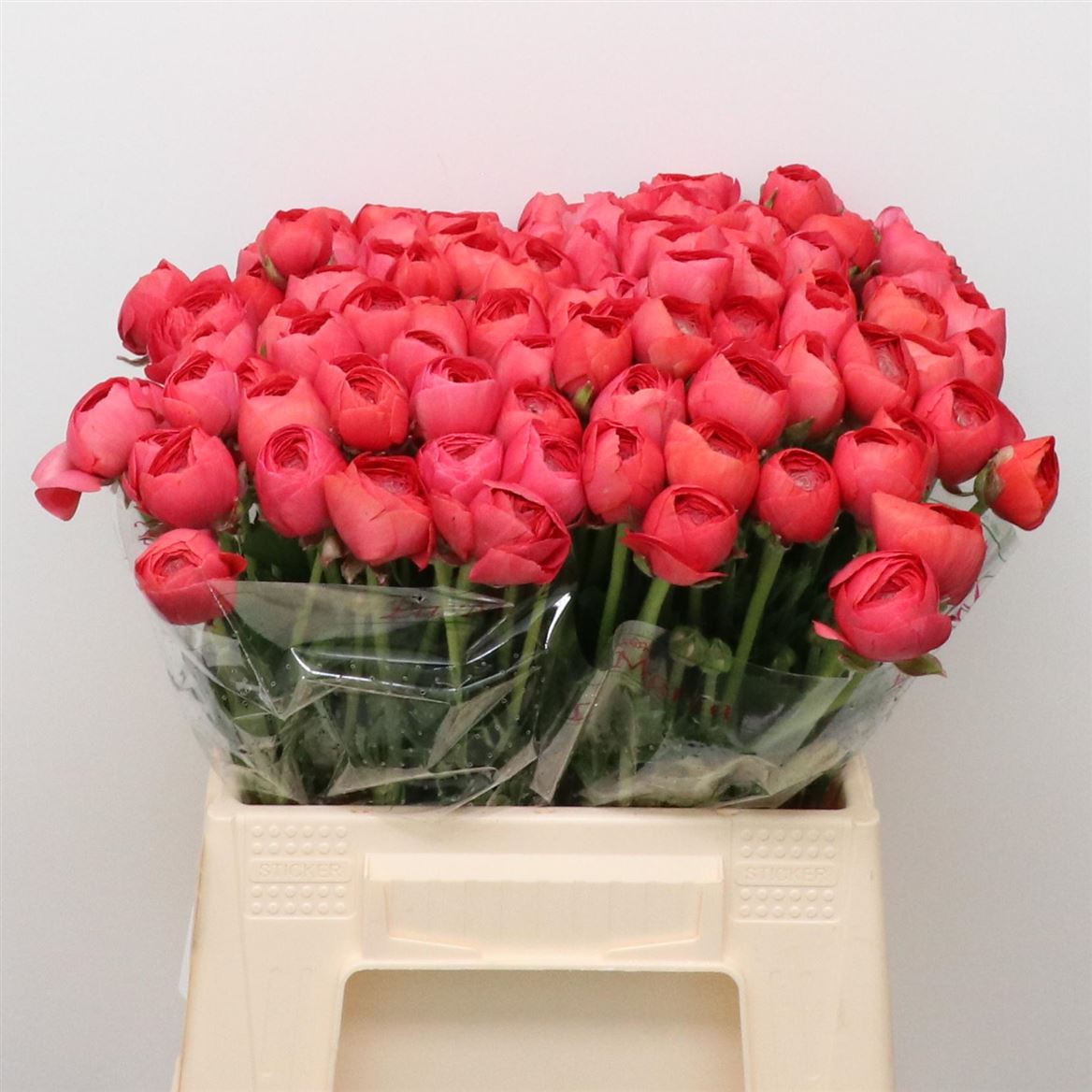 Ranunculus Success Fragolino 40cm 50gr.