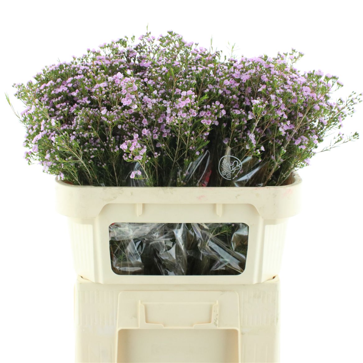 Chamelaucium Pirouette 70cm 55gr.