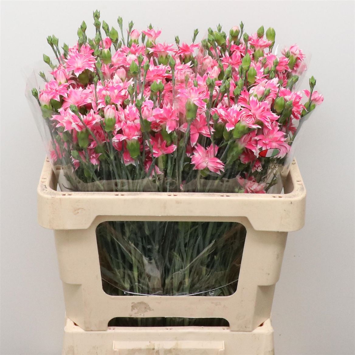 Dianthus Spray Cherry Tessino 60cm