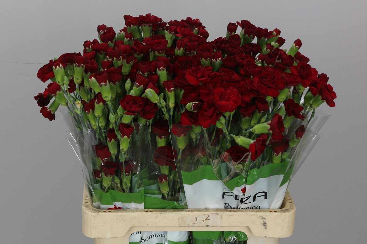 Dianthus Spray Chateau 60cm