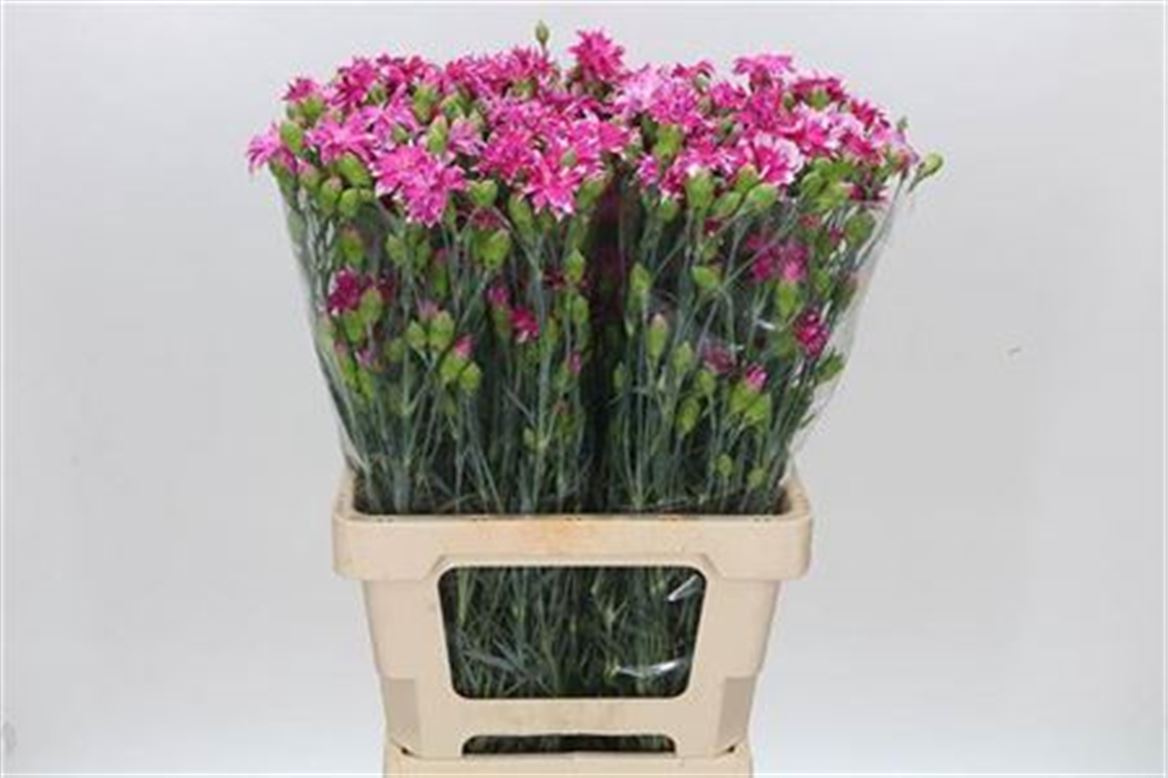 Dianthus Star Fruity Tessino 60cm
