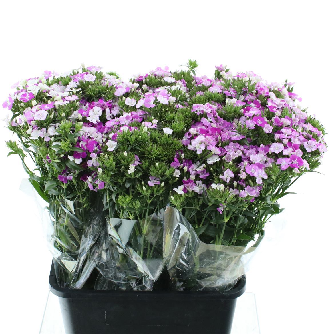 Dianthus Barb Amazon Lavender Magic 55cm