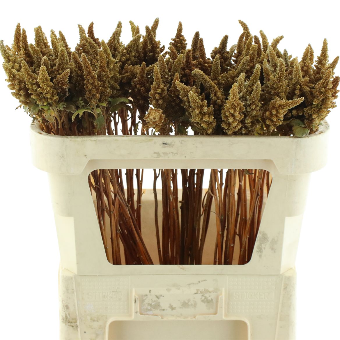 Amaranthus Cruentus Hot Biscuits 80cm