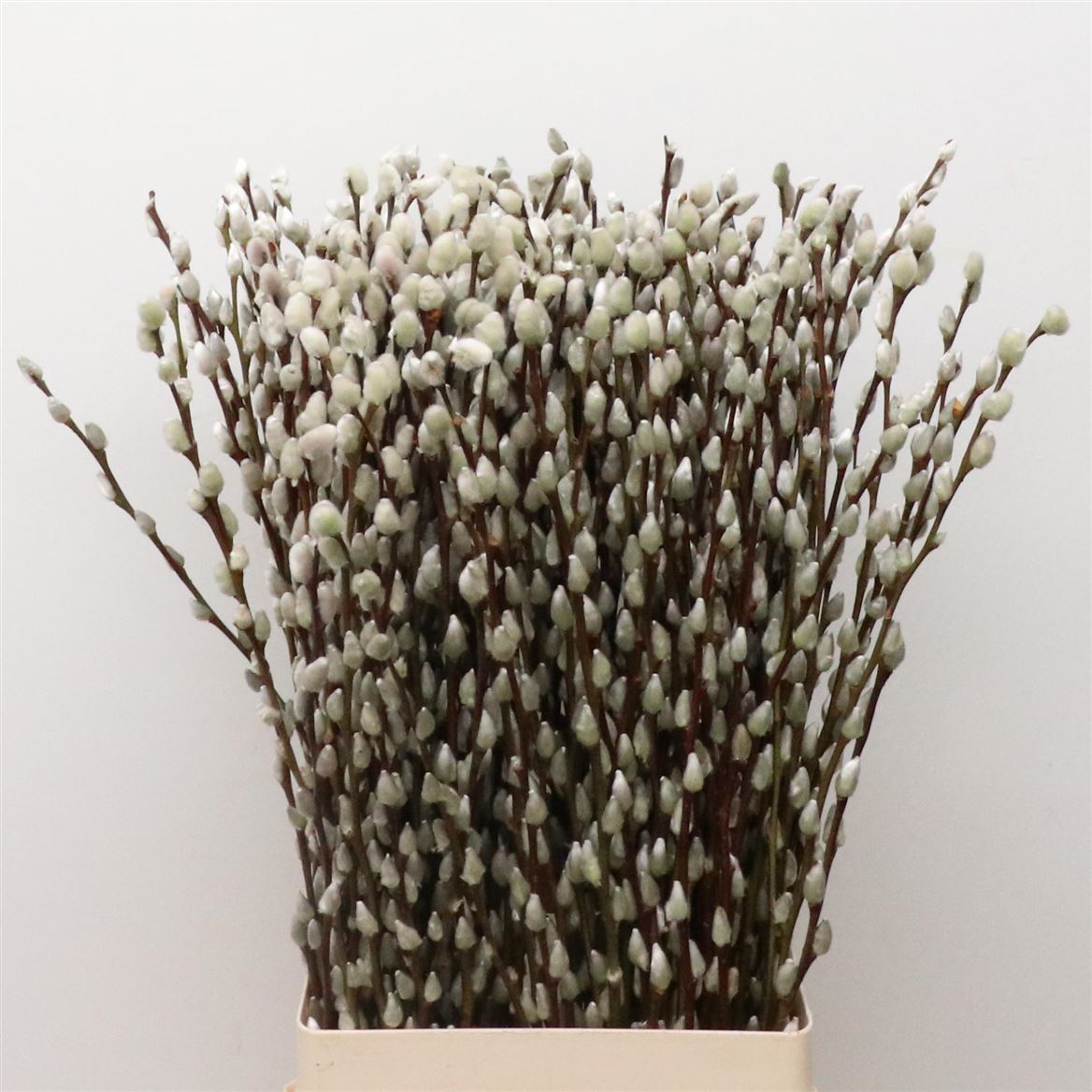 Salix Ca Snow Flake 70cm
