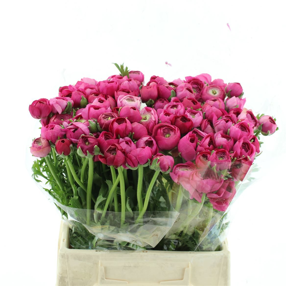 Ranunculus Elegance Hot Pink 35cm 25gr.