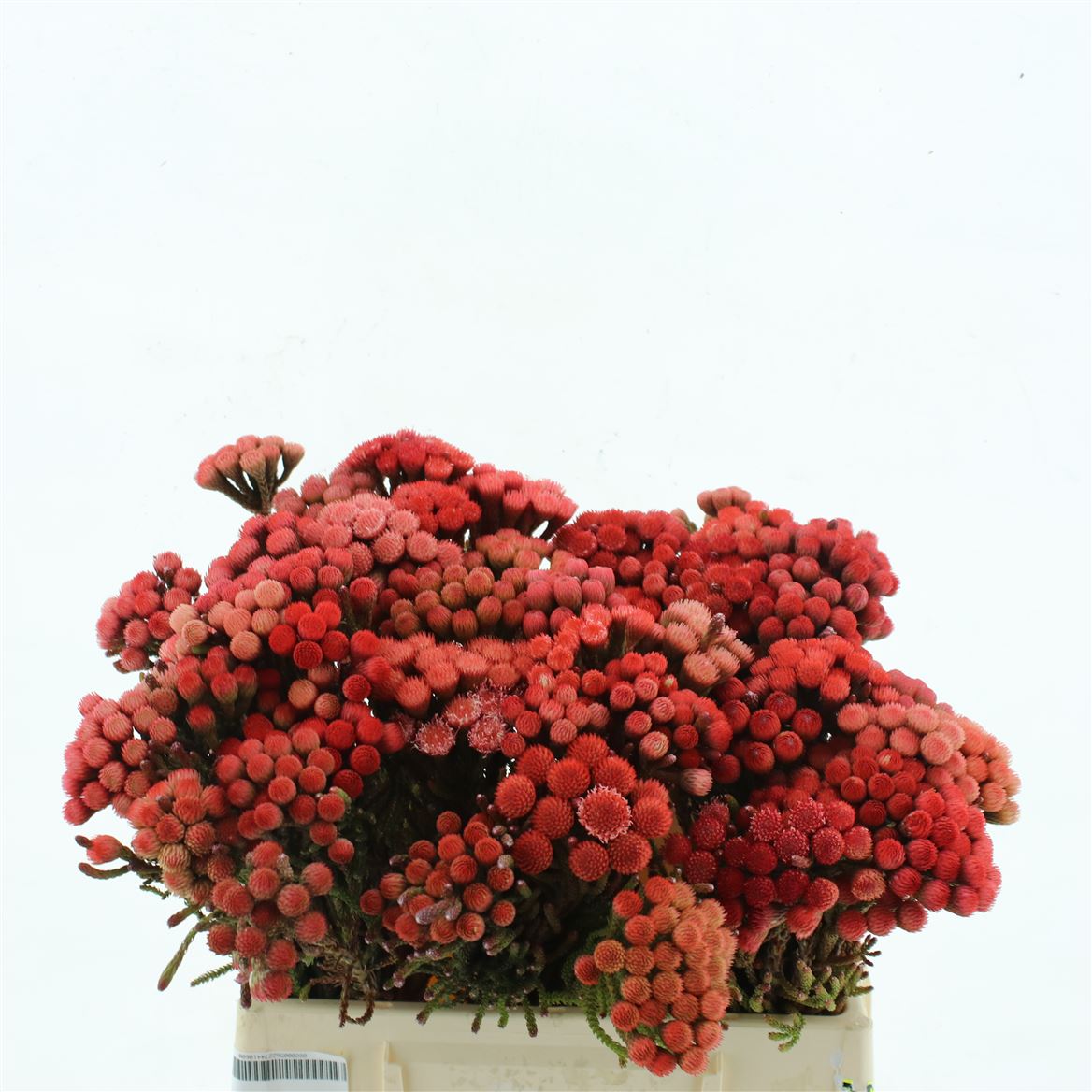 Brunia Laevis Red 35cm