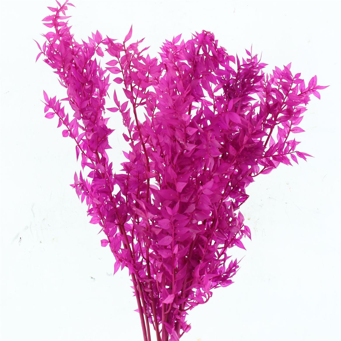 Ruscus Aculeatus Preserved Cerise 70cm