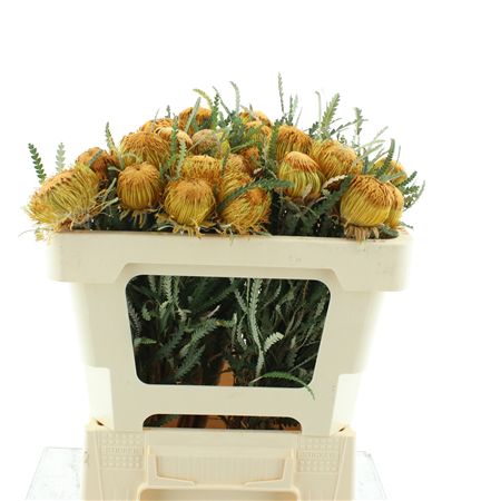 Banksia Dryandra Formosa
