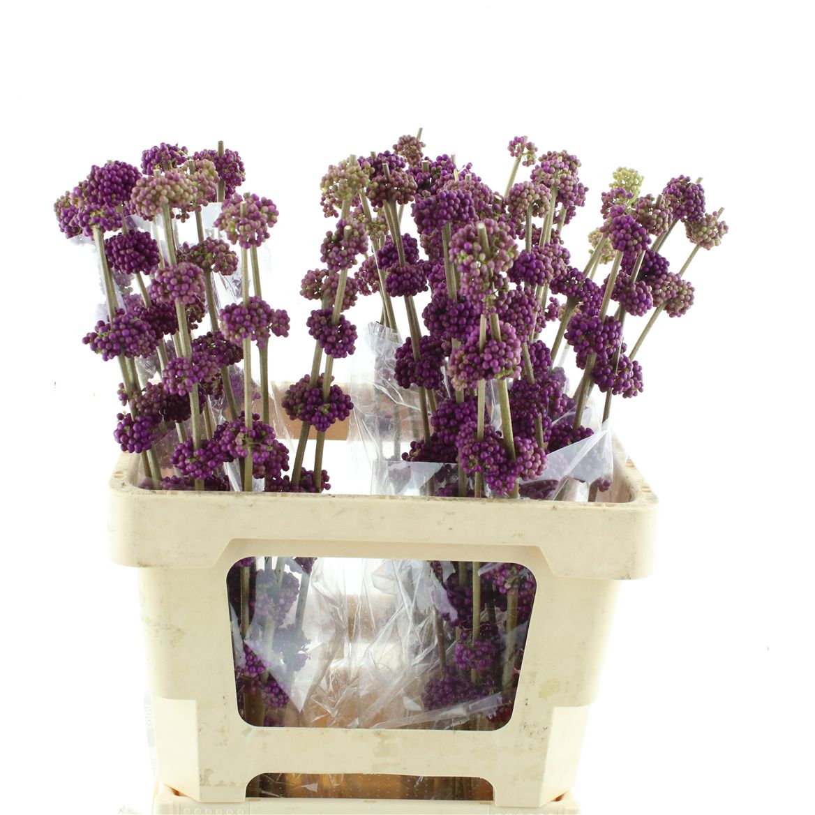 Callicarpa B.giraldi(nl) 60cm