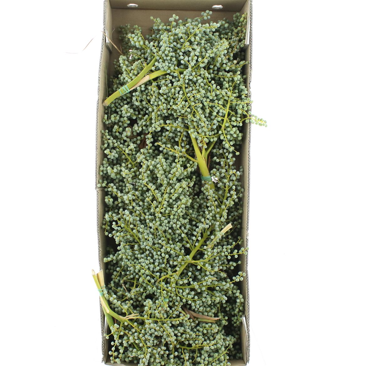 Dates Per Kilo 50cm