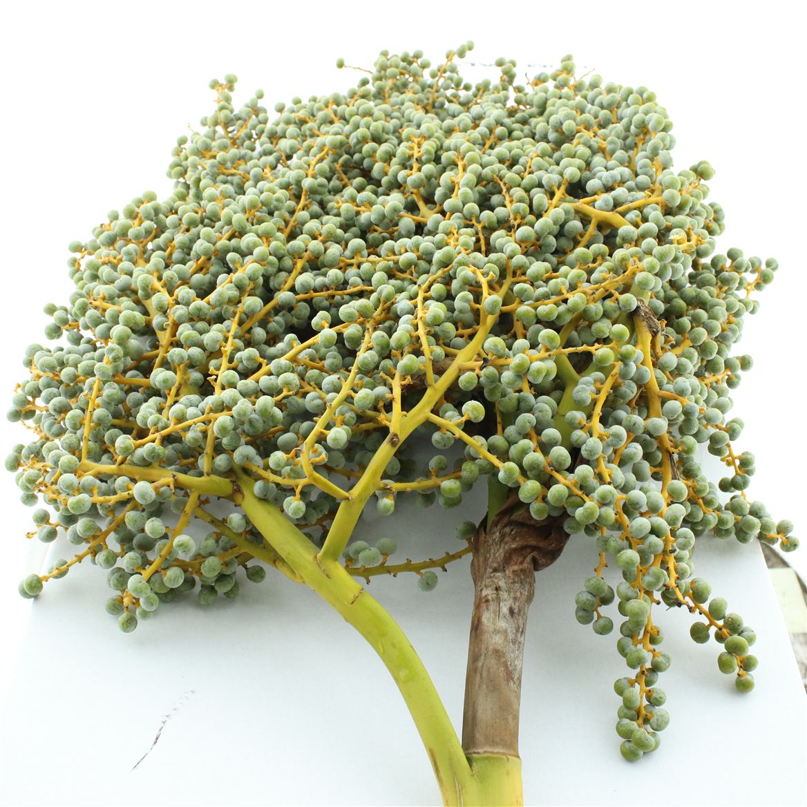 Dates Per Kilo 50cm