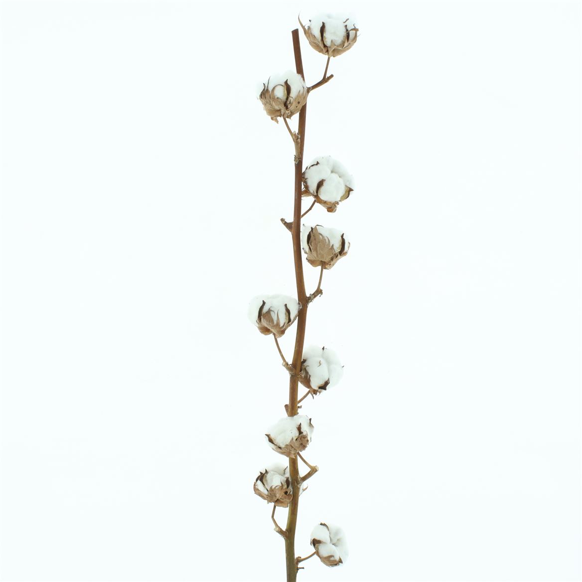 Gossypium Hirsutum White 75cm 9+