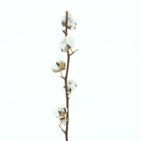 Gos Hirsutum Wit