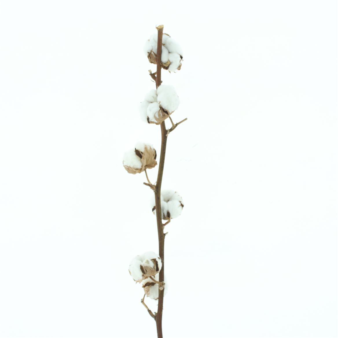 Gossypium Hirsutum White 60cm 6+