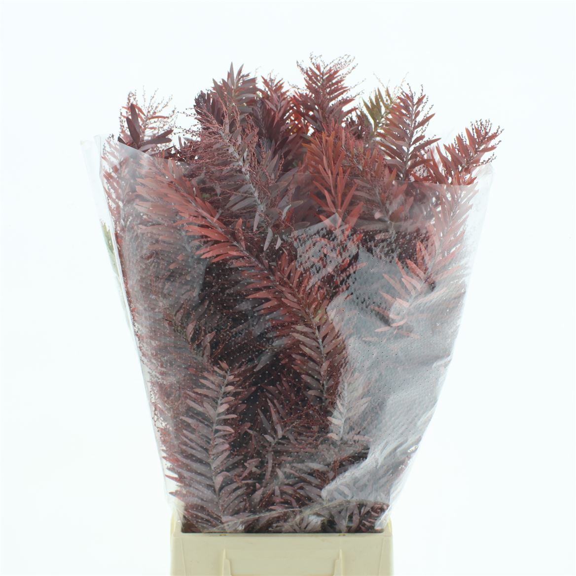 ACACIA (MIMOSA) PB 60cm 200gram