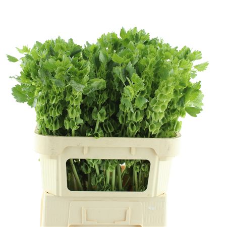 Moluccella Stuk