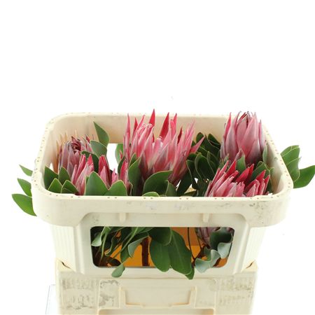 Protea Cy Stellar X X L