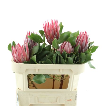 Protea Cy Stellar X X L