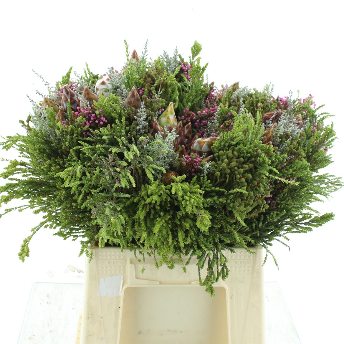 Protea Per Bunch 50cm