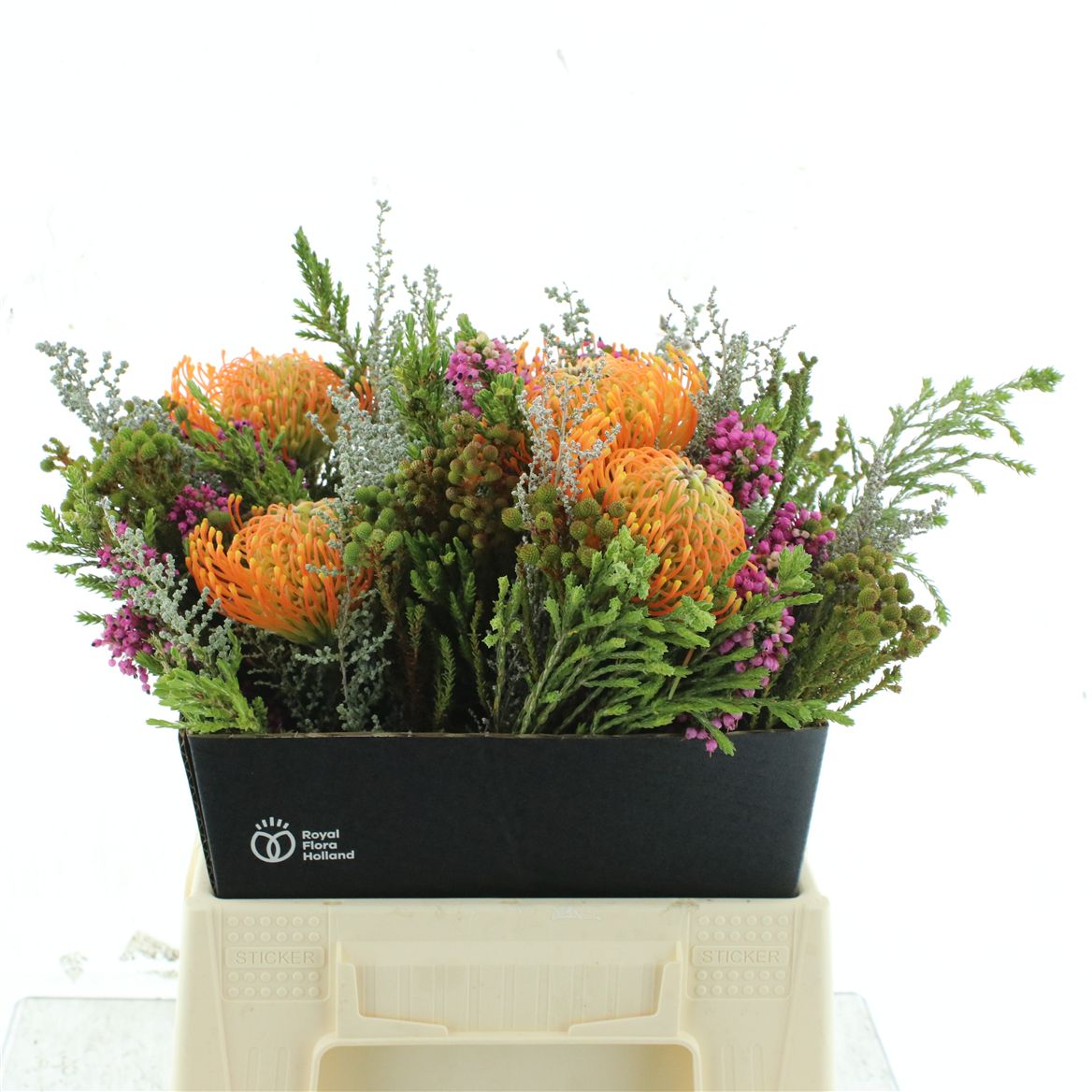 Protea Per Bunch 50cm