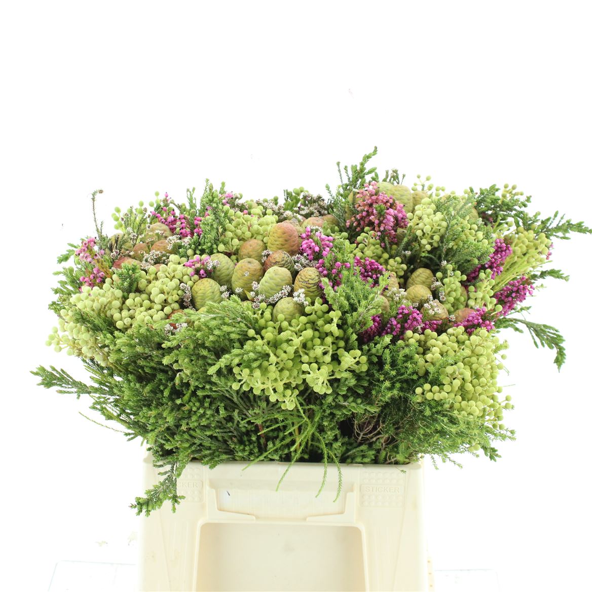 Protea Per Bunch 50cm