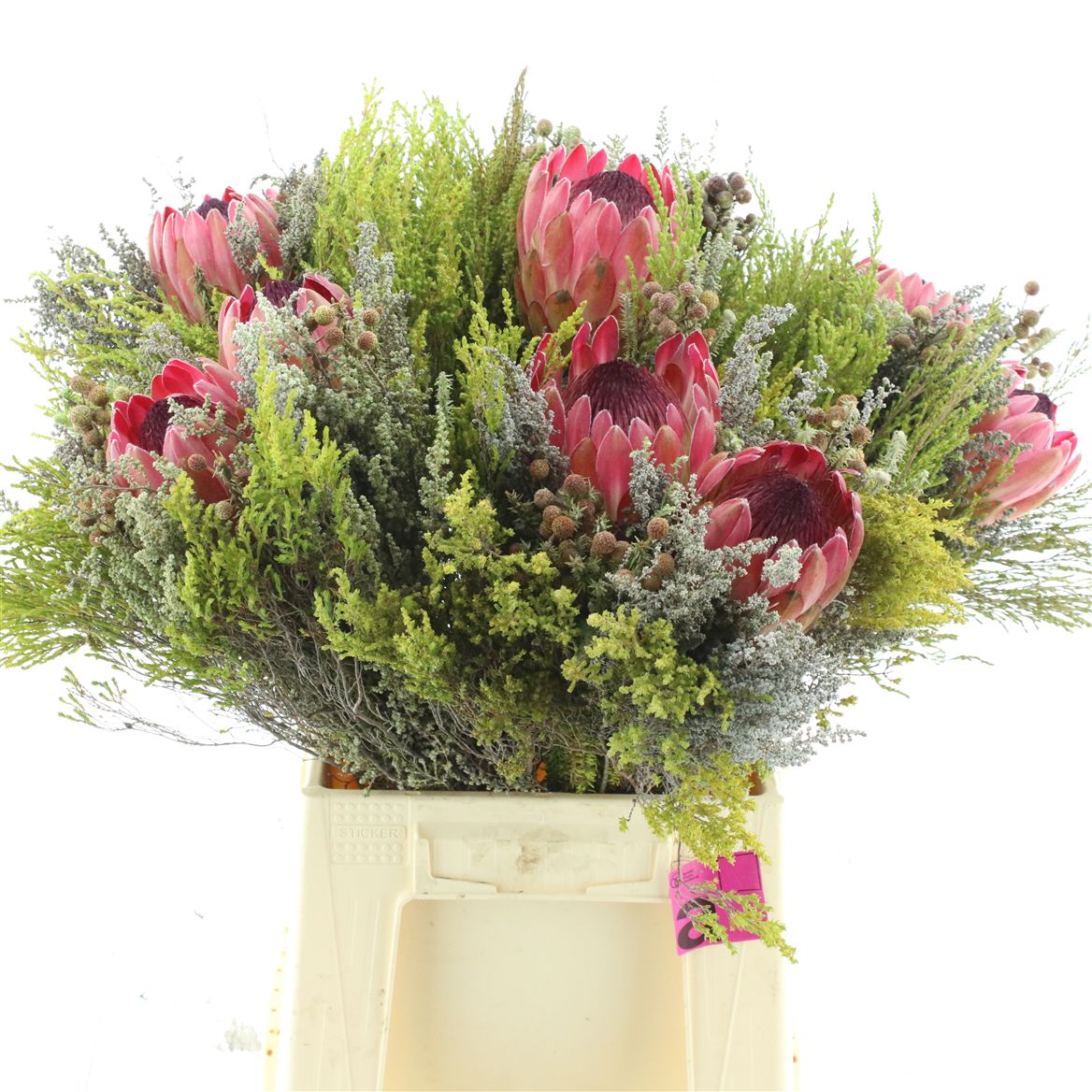 Protea Per Bunch 50cm