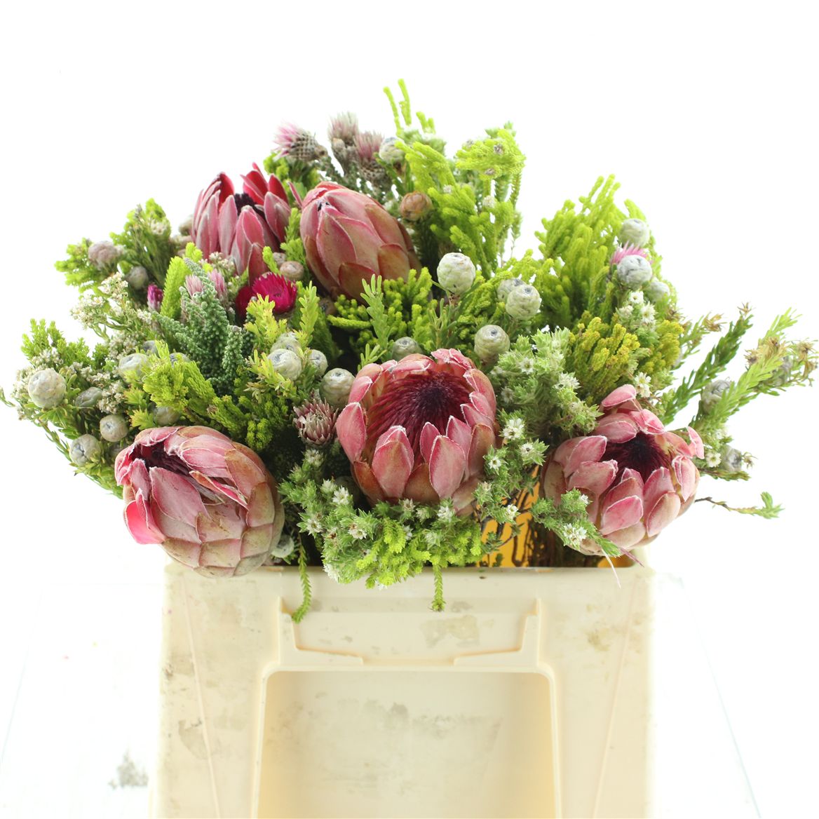 Protea Per Bunch 50cm