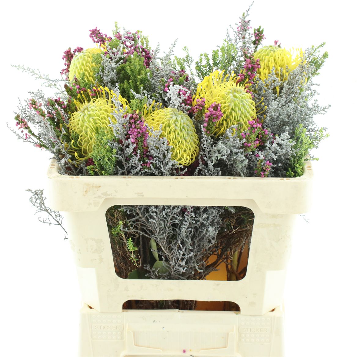 Protea Per Bunch 50cm