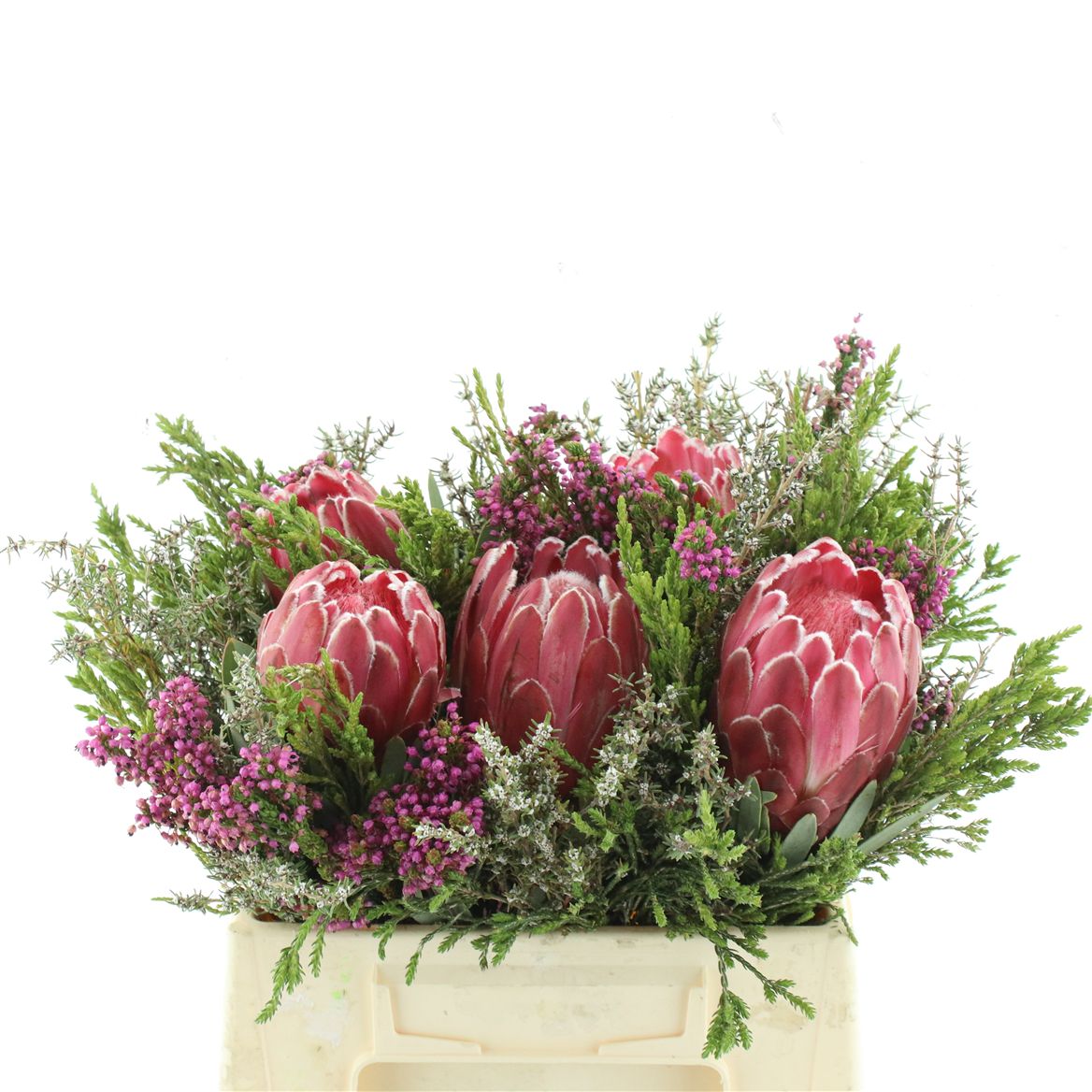 Protea Per Bunch 40cm