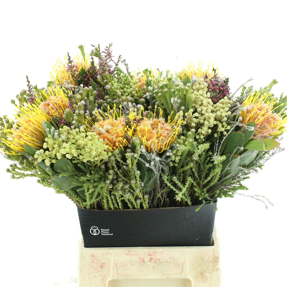 Protea Per Bunch 50cm