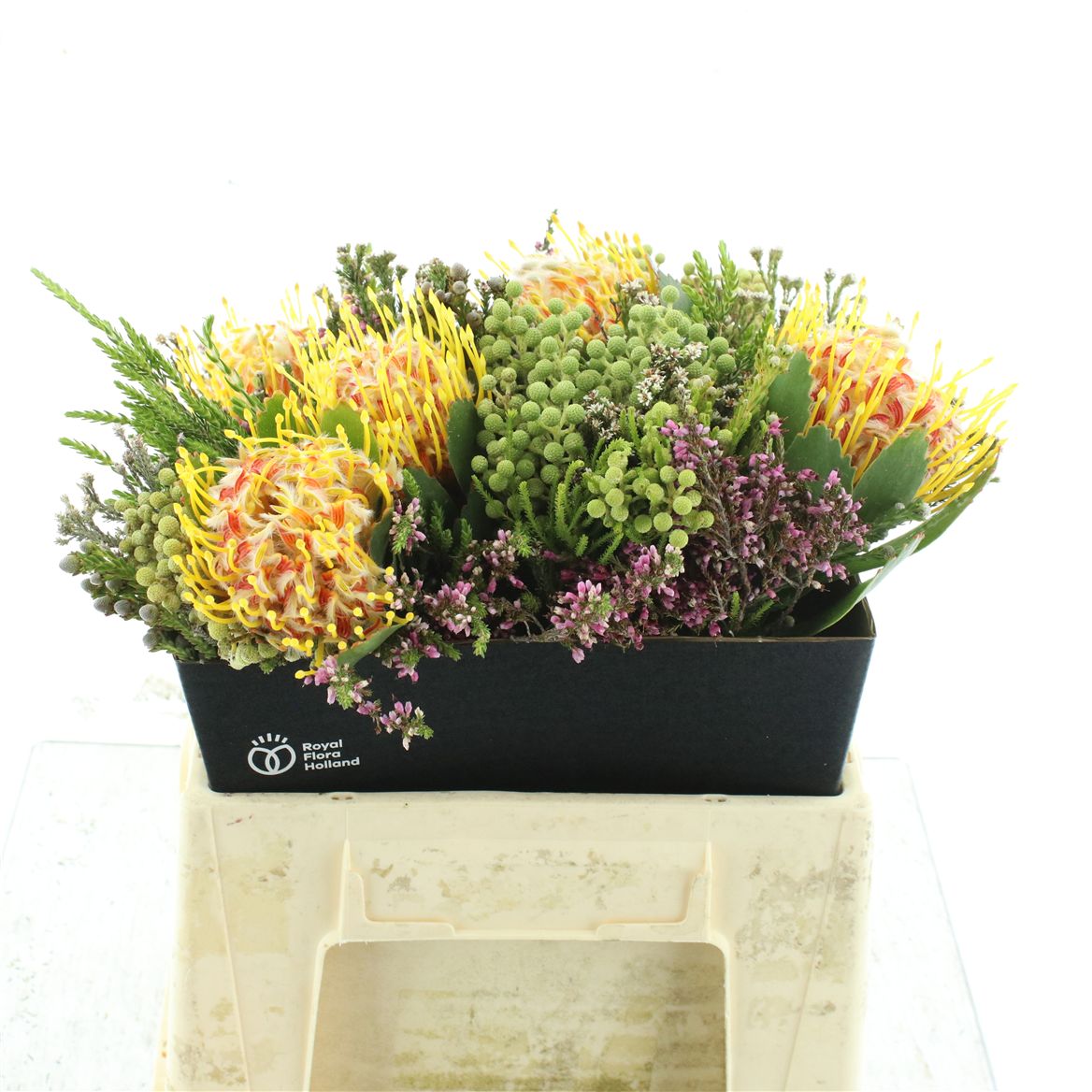 Protea Per Bunch 50cm
