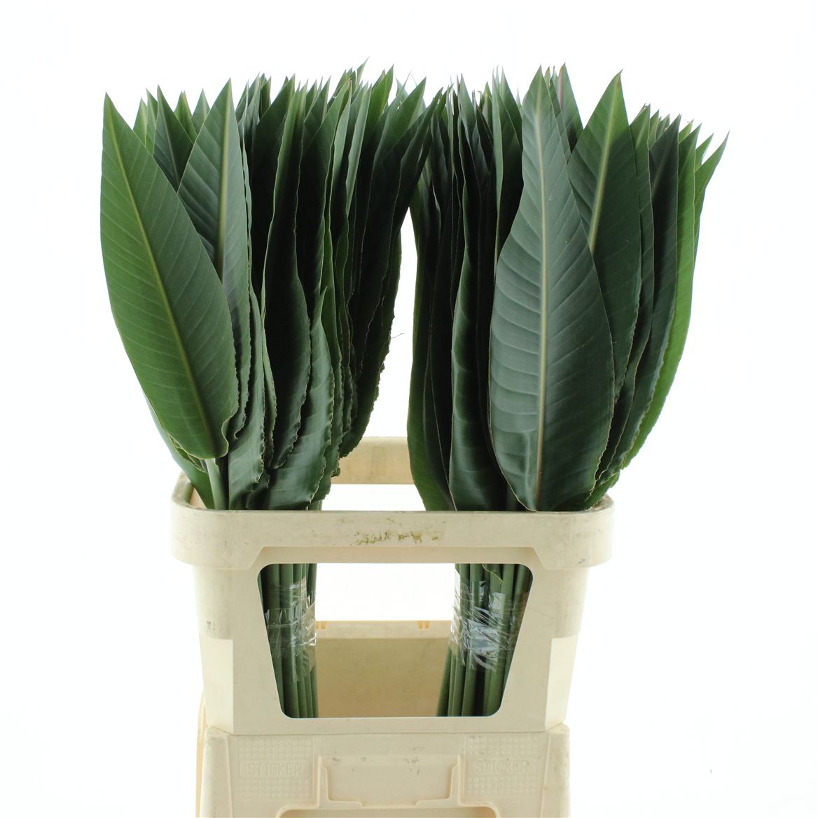 Strelitzia Reginae Leave 100cm