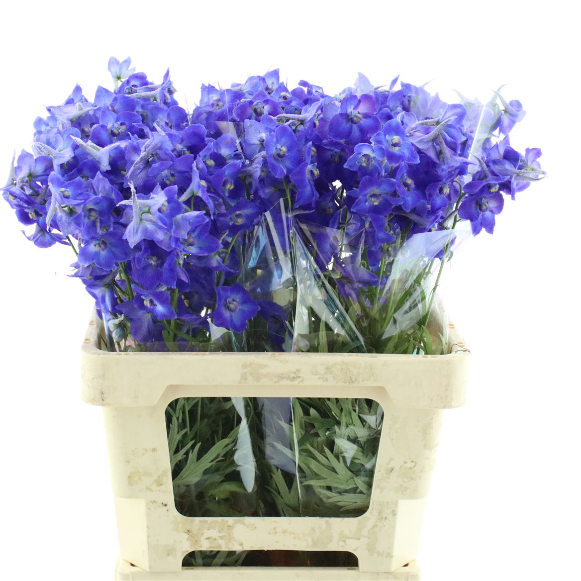 Delphinium Single Atlantis 60cm