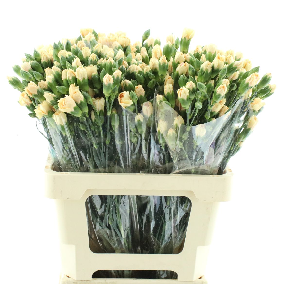 Dianthus Spr Red Scintilla 60cm