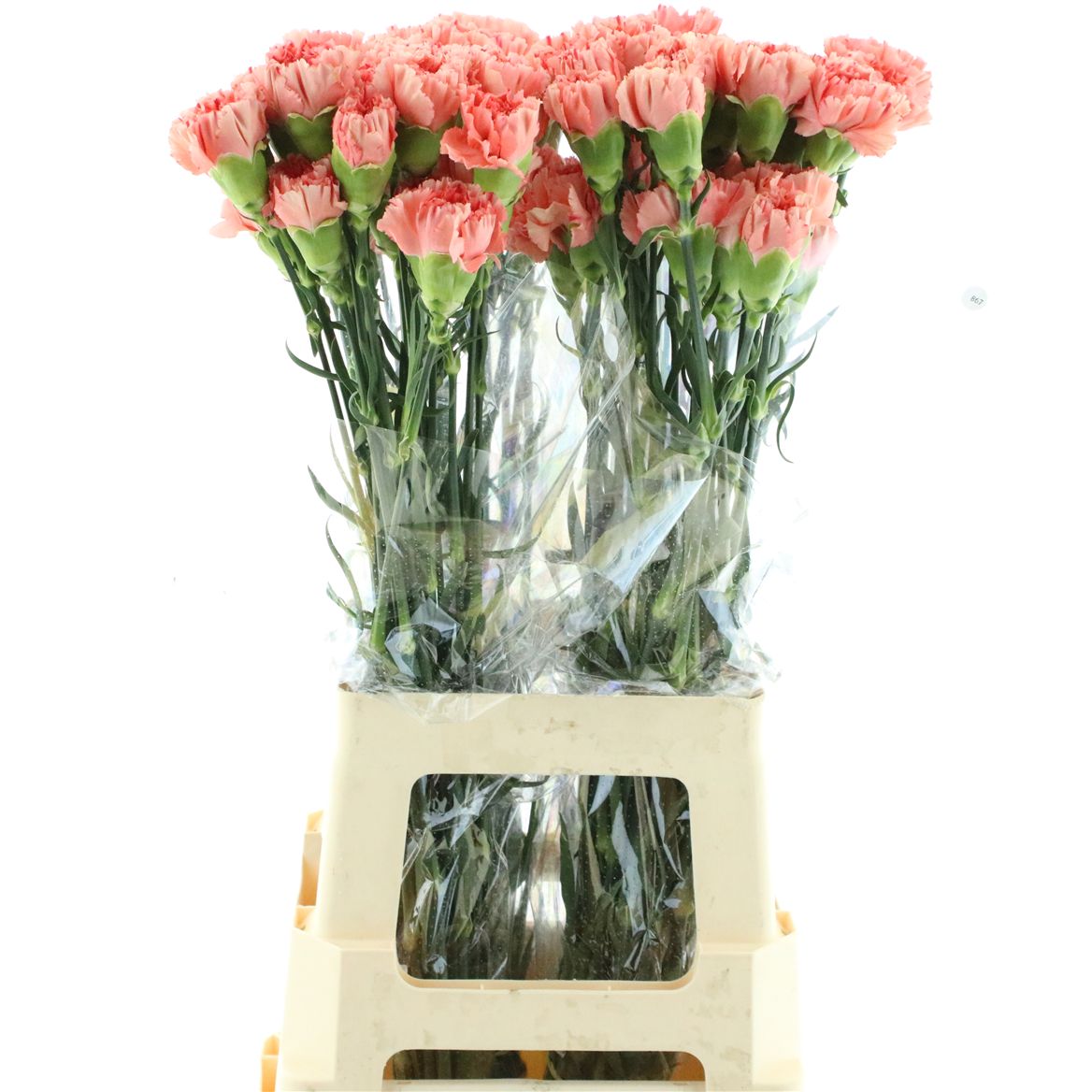 Dianthus St 70cm